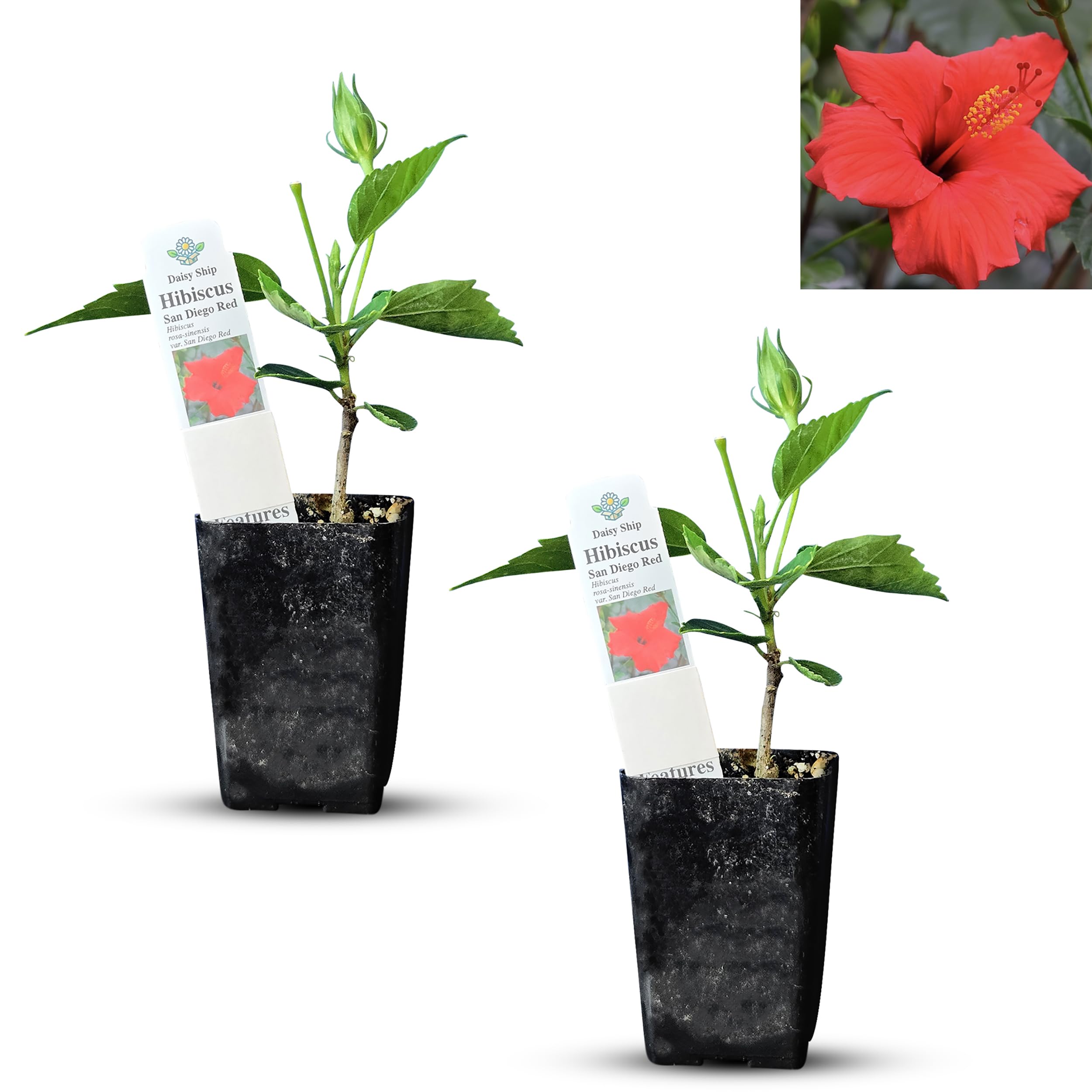 Amazon.com : Daisy Ship Red Hibiscus rosa-sinensis - 2 x 2 inch